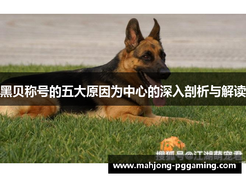 黑贝称号的五大原因为中心的深入剖析与解读 黑贝称号的五大原因为中心的深入剖析与解读